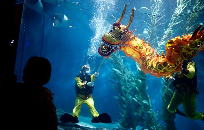 Драконовские мероприятия в шанхайском аквариуме