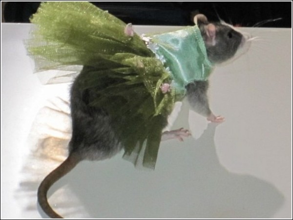Необычные наряды для усатых леди: крысиный показ мод Ады Нивз