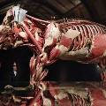 В Лондоне открылась сенсационная выставка скандального анатома