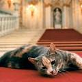 В Эрмитаже отпразднуют День мартовского кота