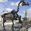 На четвертом пьедестале Трафальгарской площади установлен скелет лошади На четвертом пьедестале Трафальгарской площади установлен скелет лошади