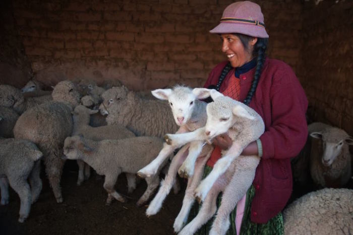 Лурдес Пилко - лучший фермер в Андах. Выпасает свое стадо близ озера Титикака
