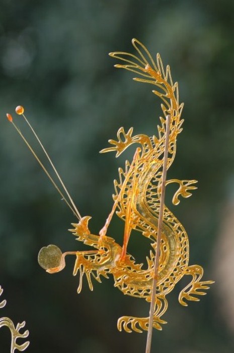 Сувенир из Китая: карамельный дракон