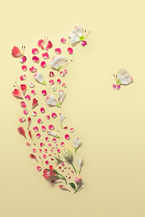 Рисунки из цветочных лепестков от фотографа Фонг Ци Вея (Fong Qi Wei)