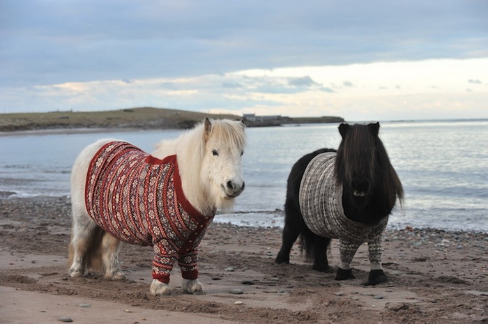 Scotland-Ponies-3.jpg