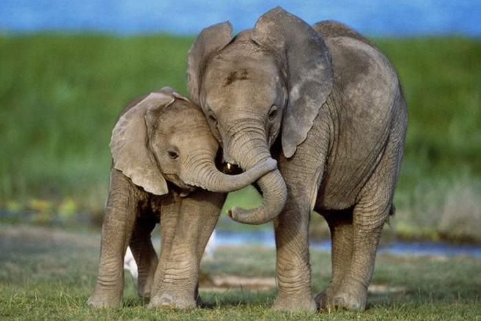 Слониха и слоненок.