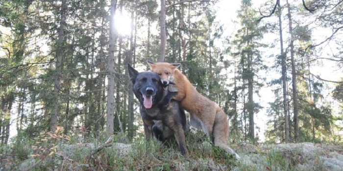 Дружба собаки и лисицы: трогательные фотографии.