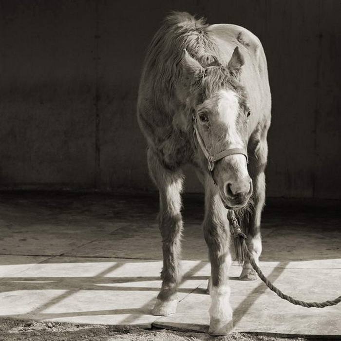Животные в старости от фотографа Isa Leshko