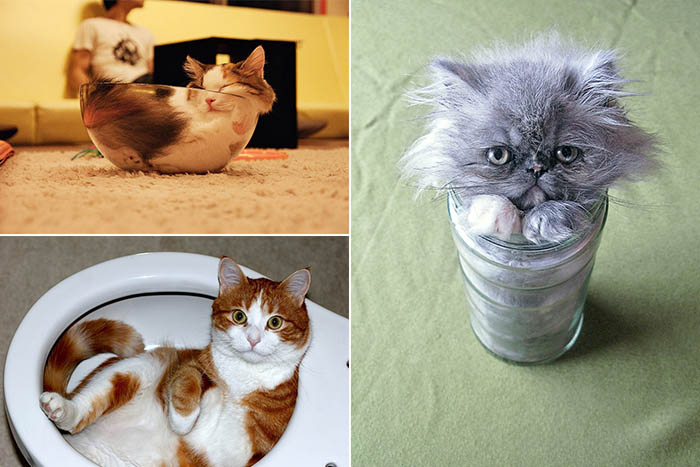 Картинки по запросу Жидкие коты