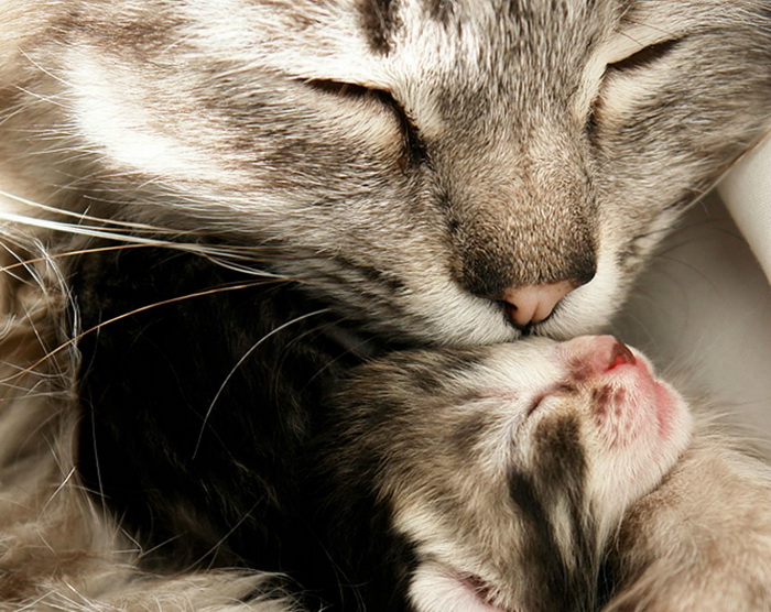 Материнский инстинкт у животных: как заботятся о детях братья наши меньшие