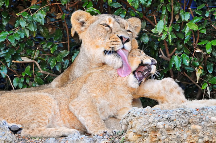 львица с детенышем