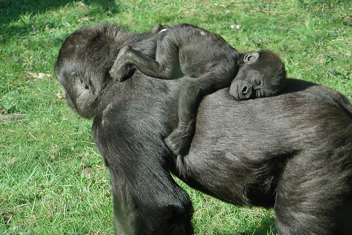орангутанги: мама с детенышем