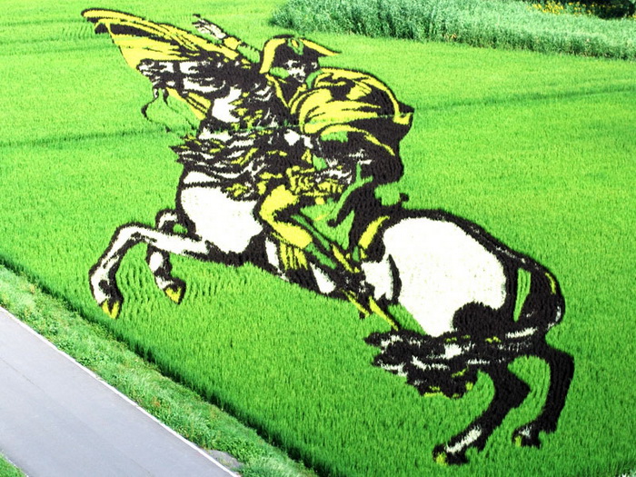 Картины на рисовых полях Японии: лэнд-арт в действии