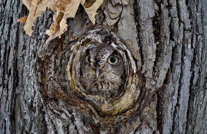 owl-camouflage-disguise-13.jpg