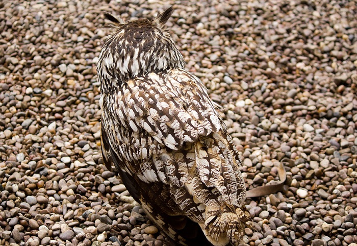 owl-camouflage-disguise-15.jpg