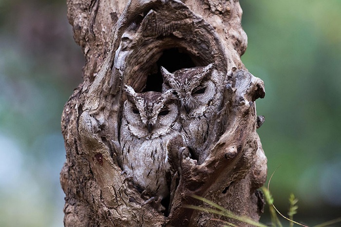owl-camouflage-disguise-25.jpg