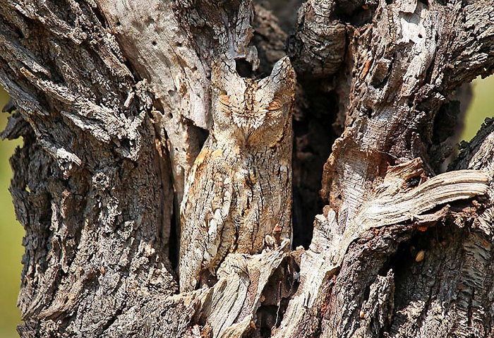 owl-camouflage-disguise-26.jpg