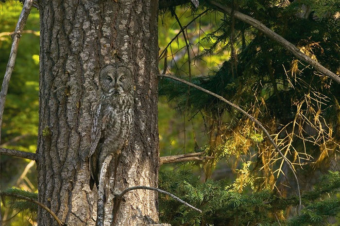 owl-camouflage-disguise-27.jpg