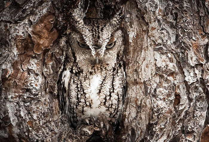 owl-camouflage-disguise-30.jpg
