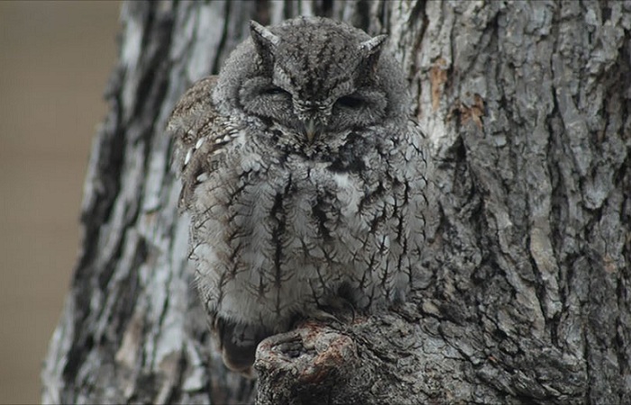 owl-camouflage-disguise-7.jpg