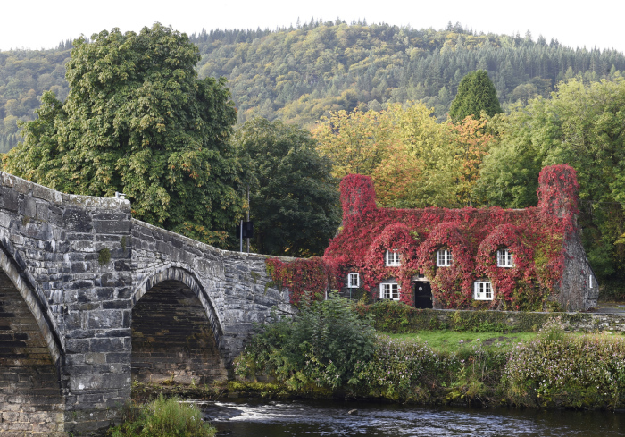 Плющ покрывает чайный домик, построенный в 15м веке в Конви, Уэльс. 25 сентября 2015г.