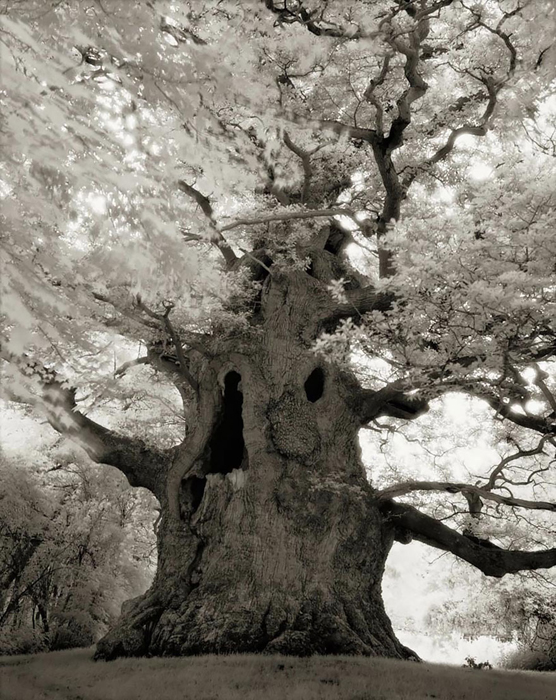 Древние деревья: портреты времени.