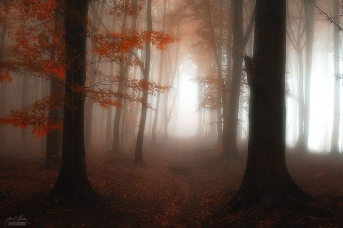 Молчаливый лес. Автор фото: Janek Sedlar.