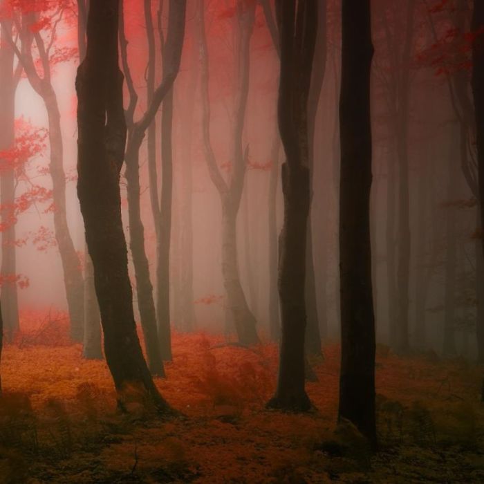 Туман в лесу. Автор фото: Janek Sedlar.