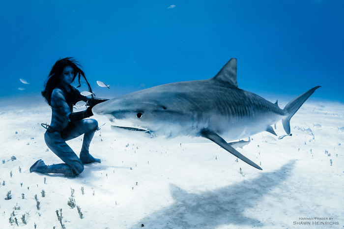 Момент из шоу с акулой. Фотограф Shawn Heinrichs.