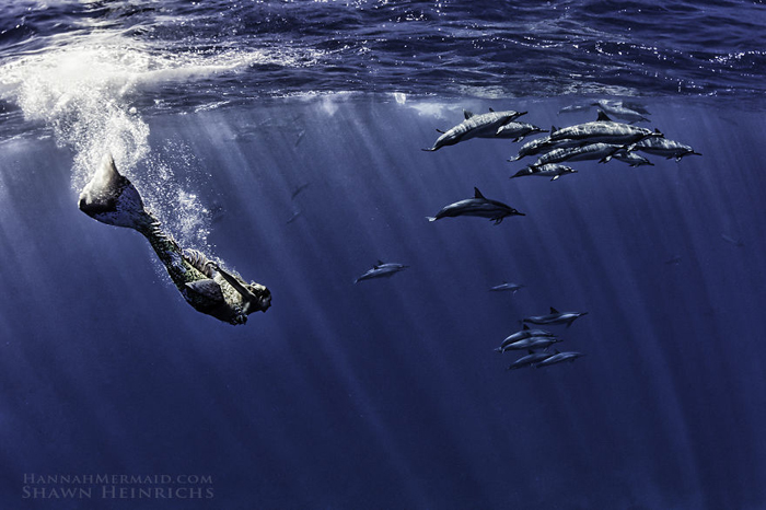 Стая дельфинов. Фотограф Shawn Heinrichs.