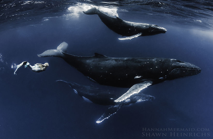 Наравне с китами. Фотограф Shawn Heinrichs.
