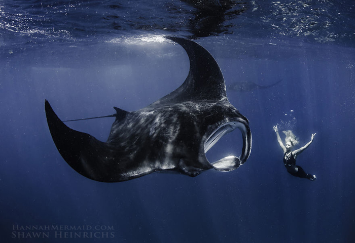 Подводный мир. Фотограф Shawn Heinrichs.