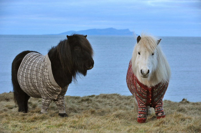 Шотландские пони в свитерах.
