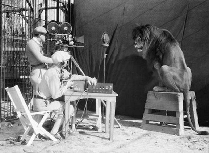 Съёмки льва для Metro-Goldwyn-Mayer, 1929 год.