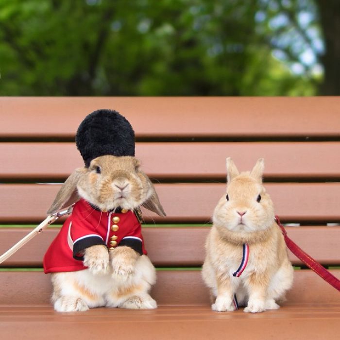 Картинки по запросу Пуй-пуй признан самым стильным кроликом