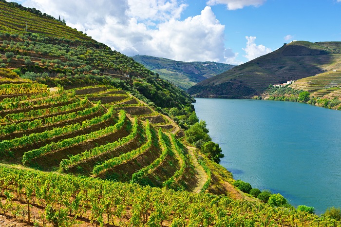 Виноградная лоза в Португалии символизирует изобилие, здоровье и семейный очаг. Фотограф - Татьяна Лискер.