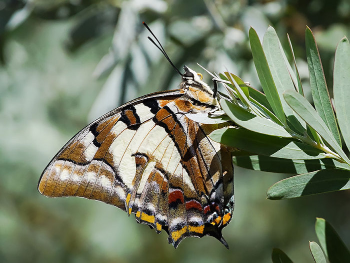 Австралийская бабочка с любопытным прозвищем «хвостатый император».