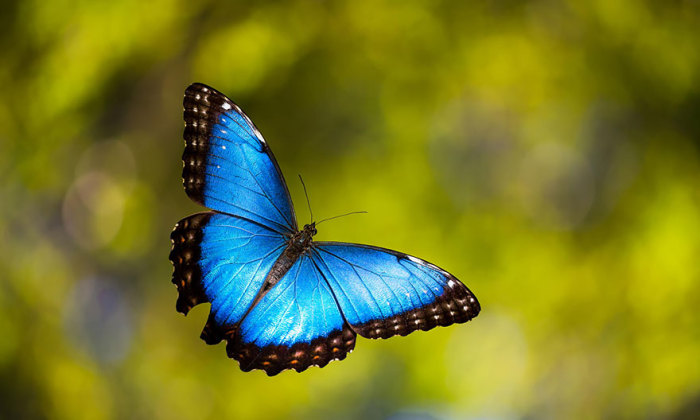 Голубая бабочка.