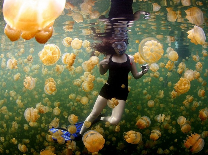 Золотые медузы в знаменитом озере Эйл Малк абсолютно безвредны для человека. Фотограф - Ciemon Frank Caballes.