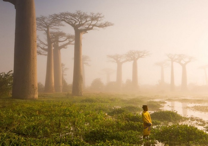 Гигантскому баобабу на Мадагаскаре уже более 800 лет отроду... Фотограф - Marsel van Oosten.
