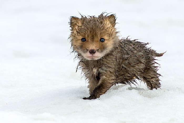 Мокрый маленький лисёнок.