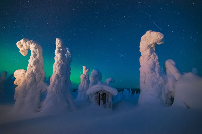 Величезні дерева, покриті льодом і снігом.