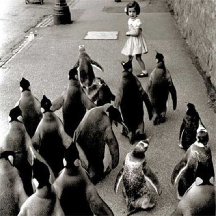 Стая пингвинов пытается догнать маленькую девочку.