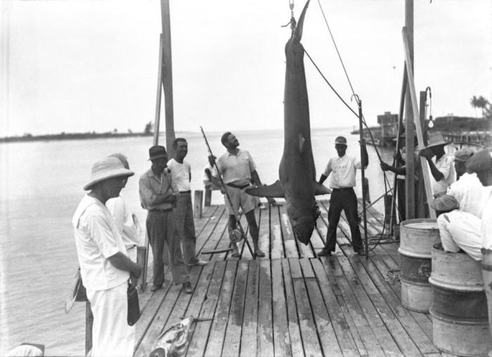 Трофей - акула! Рыбная ловля, Багамы, 1935