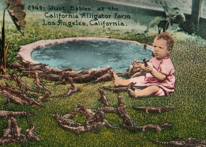 Рекламная открытка фермы начала 20 века.